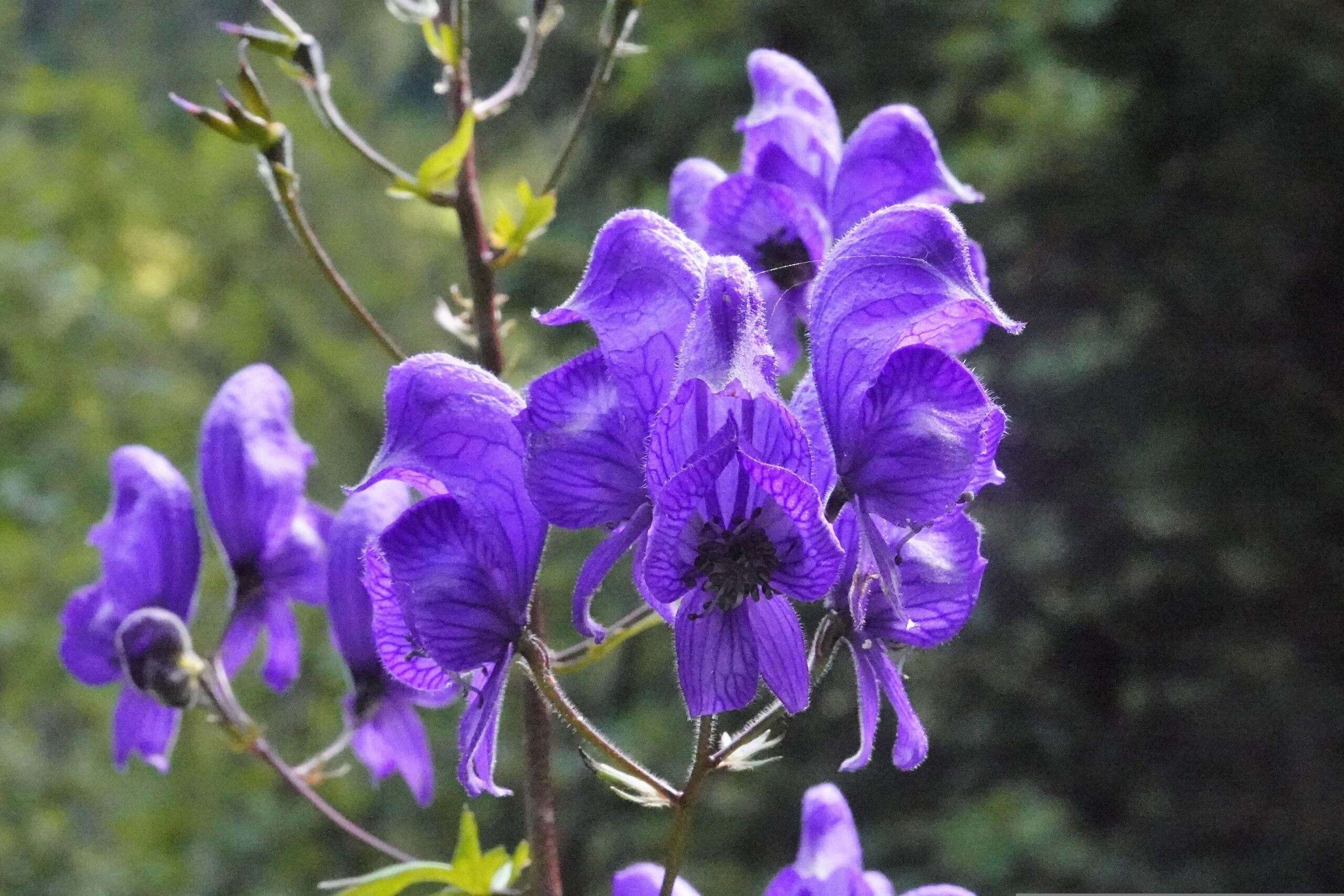 Scutellaria barbata symboliseret ved en lilla blomstrende plante af arten.