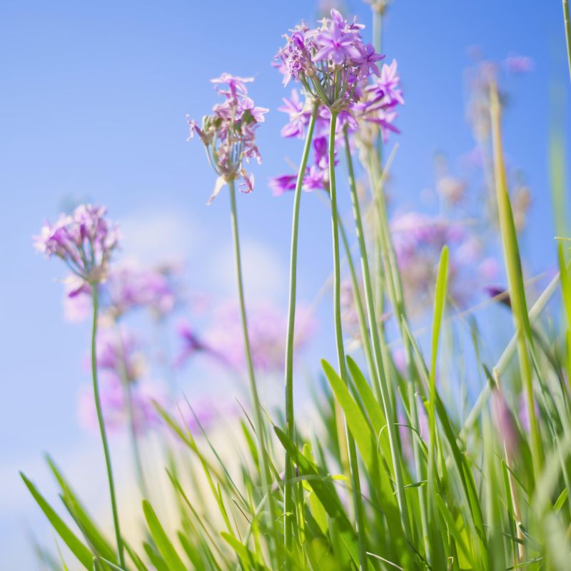 Kræftramte har ordet - Michael Bech symboliseret ved sarte rosa blomster mod klar blå himmel.