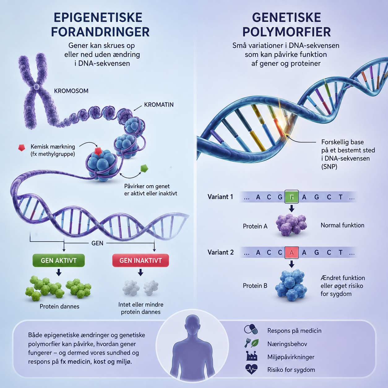 Det biologiske terræn - laboratorieanalyser symboliseret ved en planche af genstrenge.