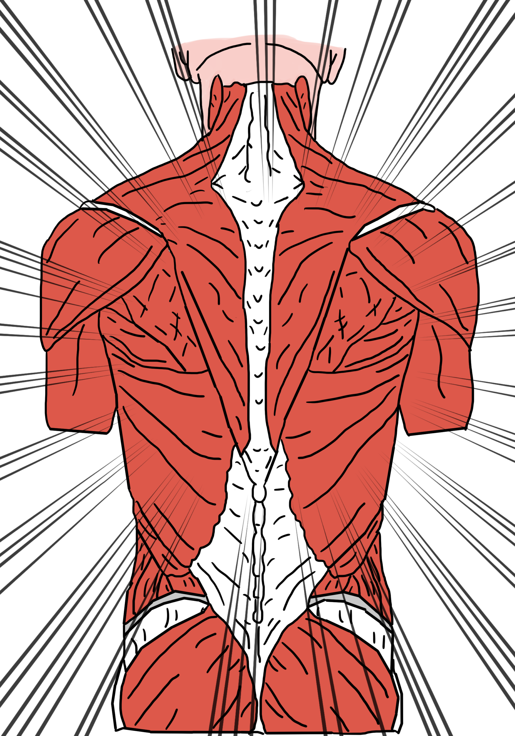 Fysioterapi symboliseret ved skematisk tegning af muskler på torso i rødt og strålende baggrund herfra.
