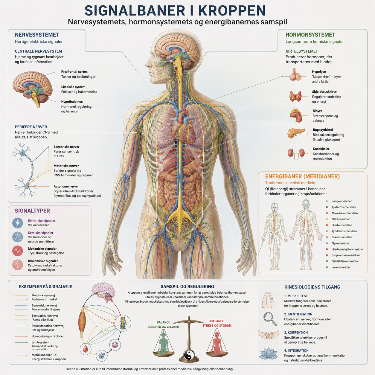 Kinesiologi symboliseret ved en skematisk fremstilling af virkemekanismer på et menneske.