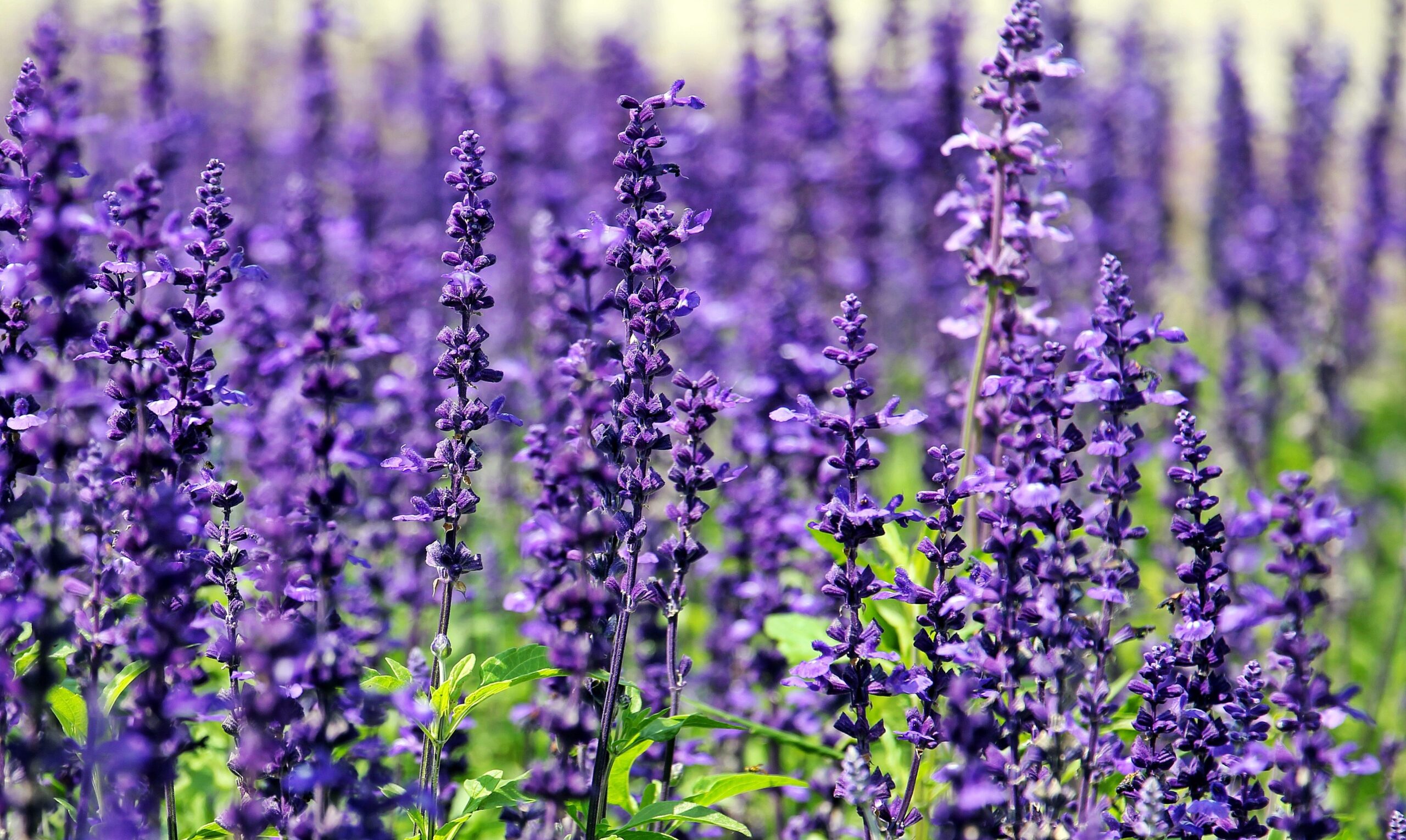 Nyeste, august 2026 symboliseret ved lilla høje blomsterranker.
