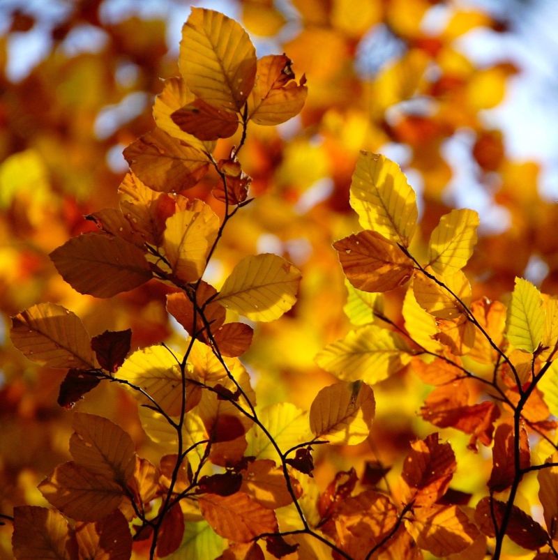 Nyeste, september 2026 symboliseret ved gylden-visne blade på grene.