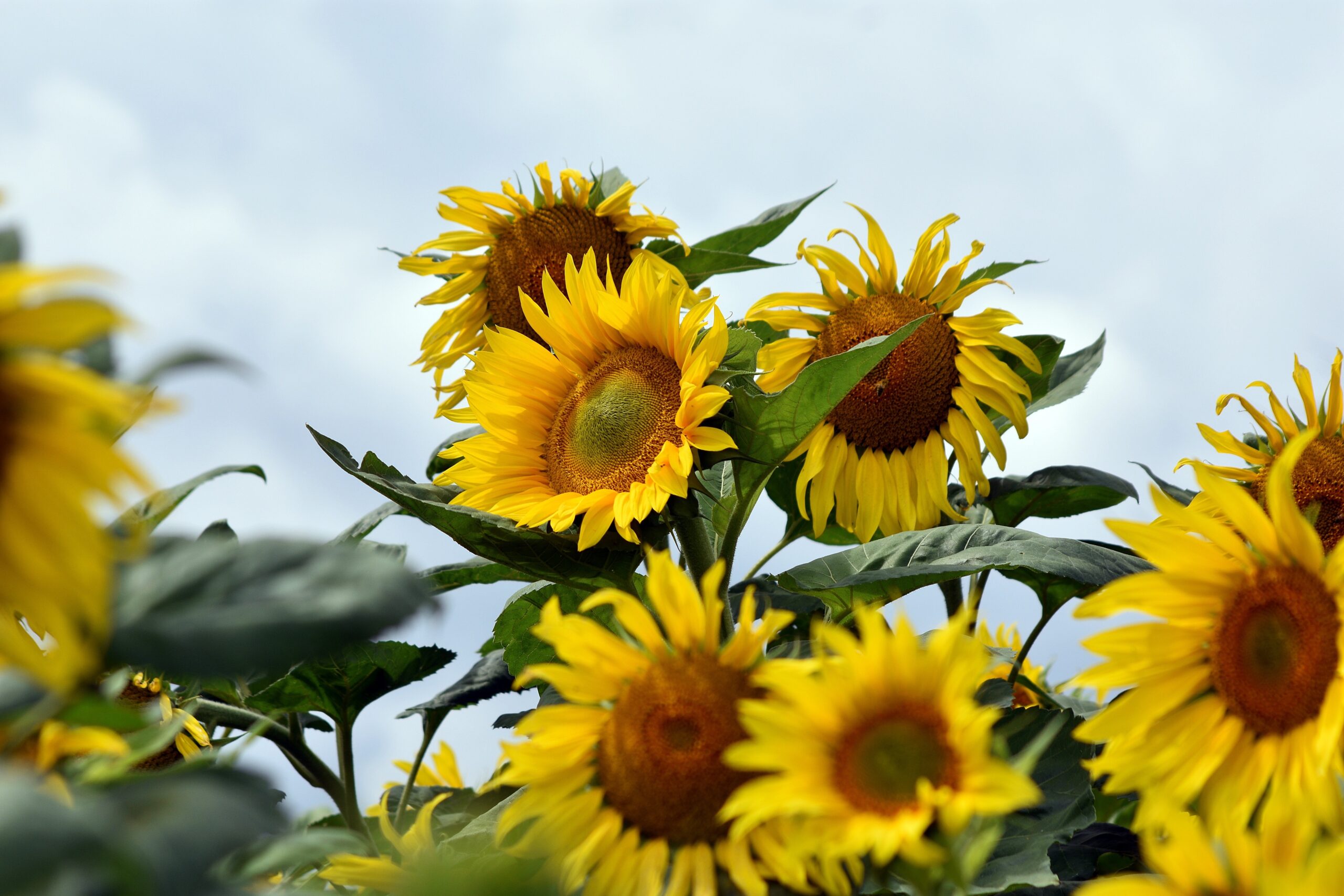 Nyeste - Oktober 2026 - blomstrende solsikker mod lys himmel.